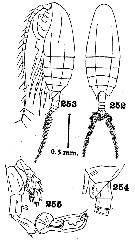 Espèce Cosmocalanus caroli - Planche 3 de figures morphologiques