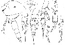 Species Scolecithricella sp.2 - Plate 1 of morphological figures