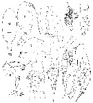 Species Scolecithricella sp.1 - Plate 1 of morphological figures