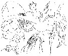 Species Scolecithricella sp.3 - Plate 1 of morphological figures