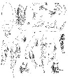 Species Scolecitrichopsis alvinae - Plate 1 of morphological figures