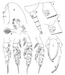 Species Scaphocalanus subbrevicornis - Plate 2 of morphological figures