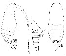 Species Scolecitrichopsis distinctus - Plate 1 of morphological figures