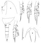 Species Scaphocalanus australis - Plate 1 of morphological figures