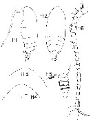 Species Byrathis macrocephalon - Plate 4 of morphological figures