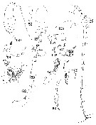 Species Xanthocalanus rotundus - Plate 1 of morphological figures