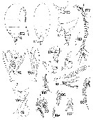 Espèce Diaixis asymmetrica - Planche 4 de figures morphologiques