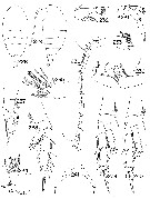 Espce Tharybis compacta - Planche 2 de figures morphologiques