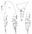 Espèce Scaphocalanus curtus - Planche 1 de figures morphologiques