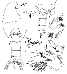 Espèce Xanthocalanus quasiprofundus - Planche 1 de figures morphologiques