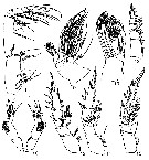 Espèce Xanthocalanus quasiprofundus - Planche 2 de figures morphologiques