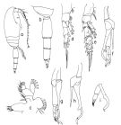 Species Scaphocalanus sp. - Plate 1 of morphological figures