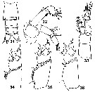 Espèce Amallothrix aspinosa - Planche 3 de figures morphologiques