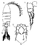 Species Eurytemora affinis - Plate 7 of morphological figures
