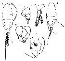 Espèce Temoropia mayumbaensis - Planche 8 de figures morphologiques