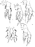 Espèce Paramisophria itoi - Planche 10 de figures morphologiques