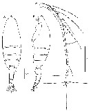Species Euchaeta concinna - Plate 29 of morphological figures