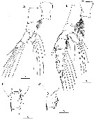 Espèce Euchaeta concinna - Planche 30 de figures morphologiques
