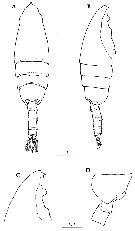 Espèce Euchaeta concinna - Planche 31 de figures morphologiques