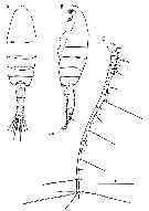 Espèce Euchaeta indica - Planche 16 de figures morphologiques