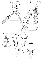 Species Euchaeta indica - Plate 17 of morphological figures