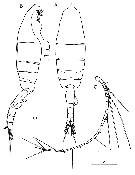 Espèce Euchaeta longicornis - Planche 15 de figures morphologiques