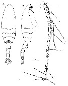 Species Euchaeta plana - Plate 13 of morphological figures