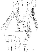 Species Euchaeta plana - Plate 14 of morphological figures