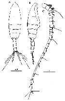 Species Euchaeta plana - Plate 15 of morphological figures