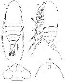 Species Acrocalanus gracilis - Plate 14 of morphological figures