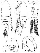 Species Parvocalanus elegans - Plate 6 of morphological figures