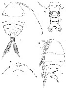Espèce Phaenna spinifera - Planche 39 de figures morphologiques
