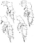 Espèce Phaenna spinifera - Planche 40 de figures morphologiques