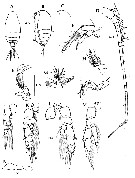 Species Scolecithrix bradyi - Plate 22 of morphological figures