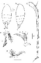 Species Scolecithrix danae - Plate 31 of morphological figures