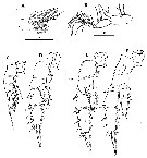 Species Scolecithrix danae - Plate 32 of morphological figures