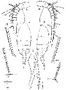 Species Scolecithrix danae - Plate 33 of morphological figures