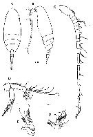 Species Scolecithricella minor - Plate 26 of morphological figures