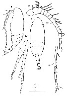 Espèce Scolecithricella minor - Planche 28 de figures morphologiques