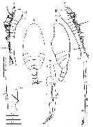 Espèce Scolecithricella nicobarica - Planche 6 de figures morphologiques