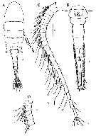 Species Eurytemora composita - Plate 5 of morphological figures