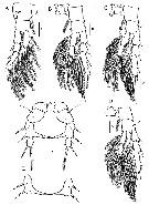 Species Eurytemora composita - Plate 6 of morphological figures