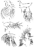 Species Eurytemora composita - Plate 7 of morphological figures