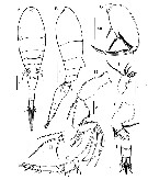 Espèce Triconia borealis - Planche 13 de figures morphologiques
