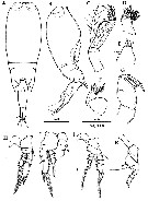 Species Farranula concinna - Plate 16 of morphological figures