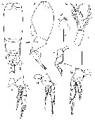 Species Farranula gibbula - Plate 25 of morphological figures