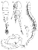 Species Eurytemora composita - Plate 8 of morphological figures