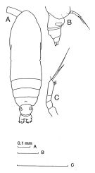 Espèce Calocalanus neptunus - Planche 1 de figures morphologiques