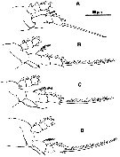 Espce Cymbasoma quadridens - Planche 3 de figures morphologiques