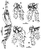 Species Cymbasoma tumorifrons - Plate 7 of morphological figures